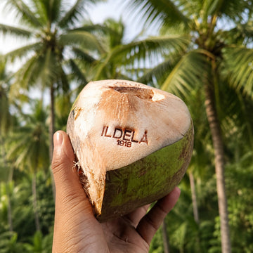 Custom Brass Stamp for Coconut